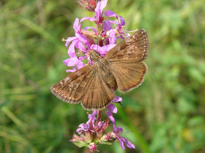 Erynnis tages
