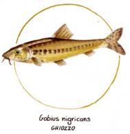 Gobius nigricans