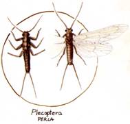 Plecoptera