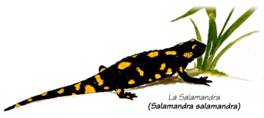 Salamandra