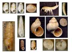 Biotopo della sorgentina di Camporeso