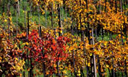 Vigna in autunno